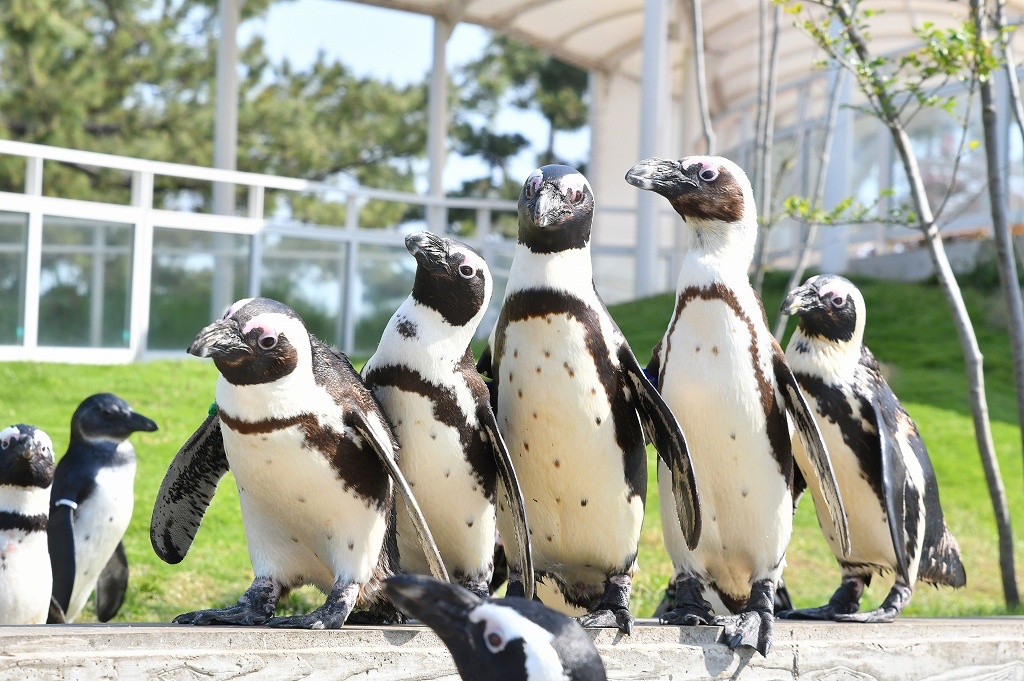 福岡 マリンワールド海の中道 水族館 Eチケット 事前予約